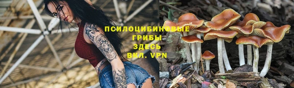прущие грибы Абинск